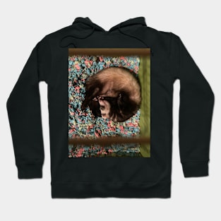 Ferret Hoodie